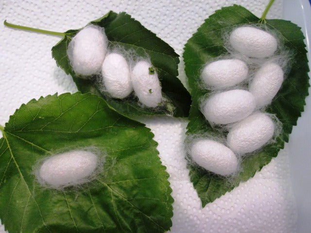 LA SETA: ORIGINI E PRODUZIONE – ISIA Genova